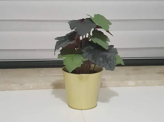 Arena No 76 Homestay